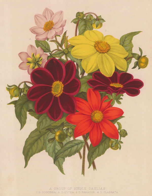 The Garden, Dahlia, 1885