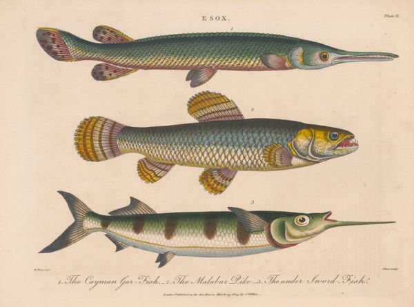 John Wilkes, Pike (Esox), 1829