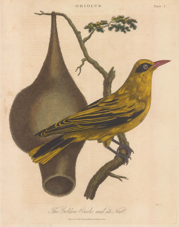John Wilkes, Oriole - Golden Oriole, 1810