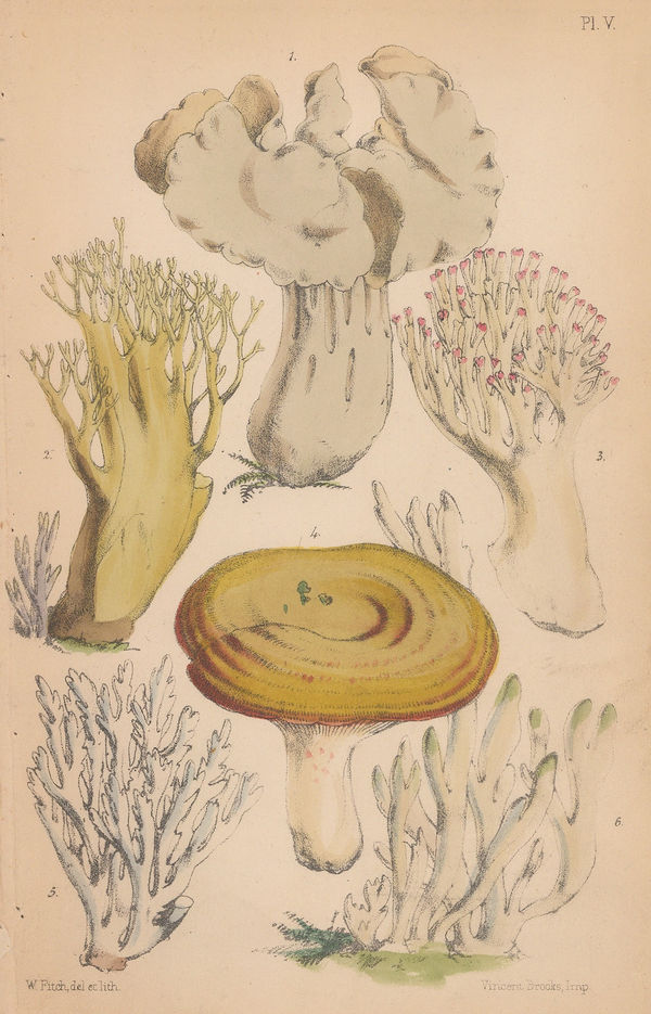 Charles Badham, Mushrooms - English Fungi, 1863