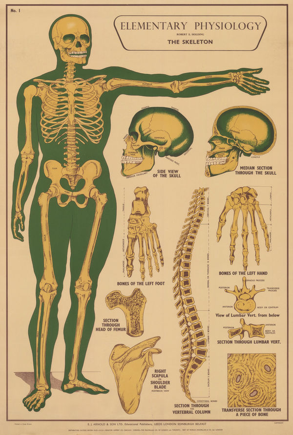 Robert Holding, Anatomy - Skeleton, 1929 c.
