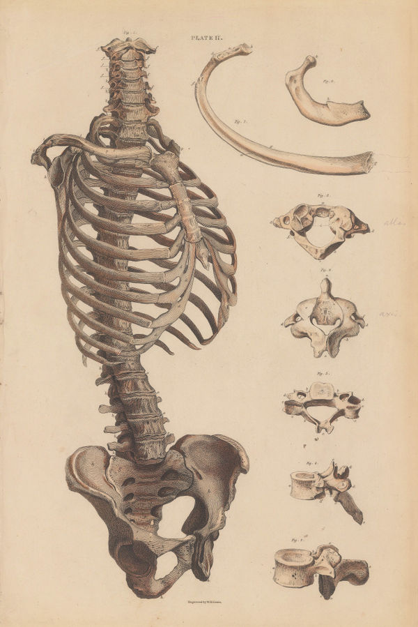John & William Lizars, Anatomy - Spine, Ribs and Pelvis, 1840
