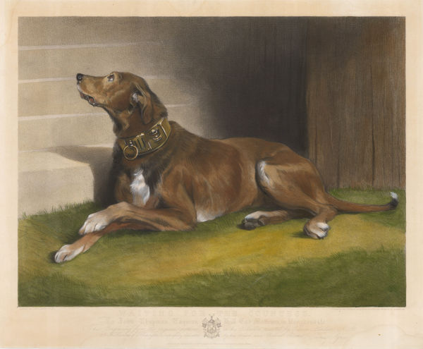 Thomas Landseer, Dog - Suliot Hound, 1850
