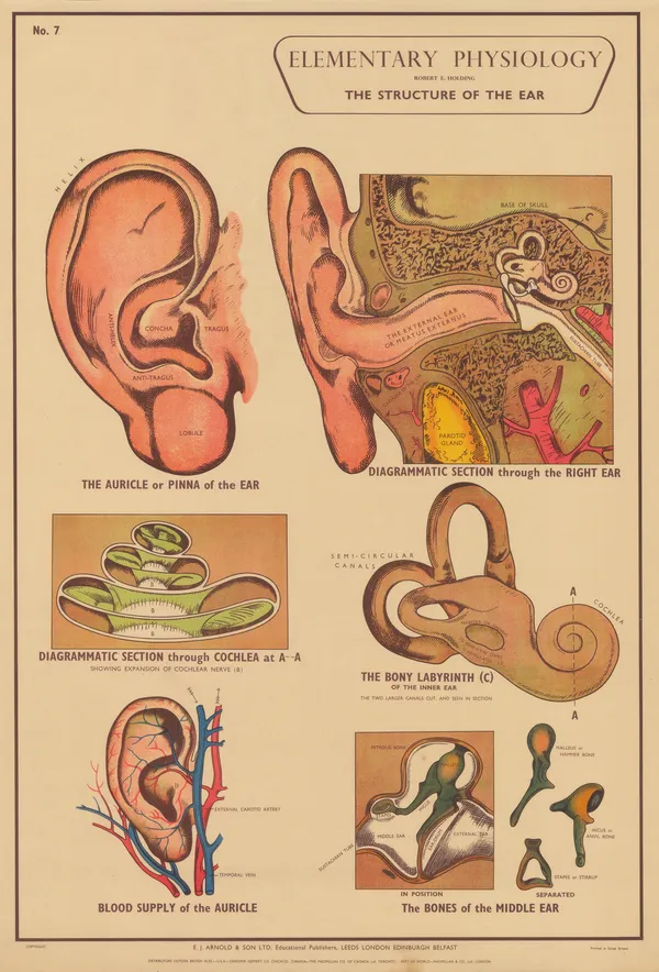 Robert Holding, Anatomy - Ear, 1929 c.