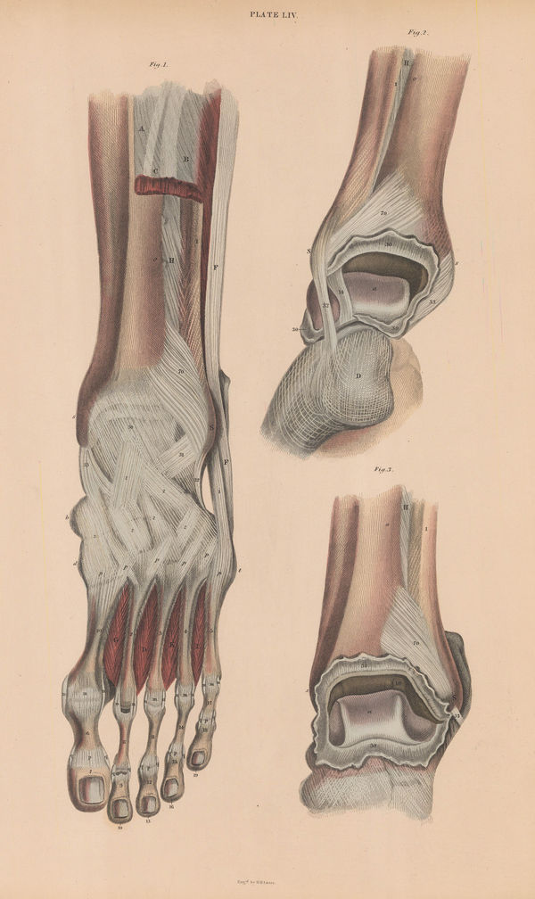 William Home Lizars, Anatomy - Ankle and foot, 1822 c.