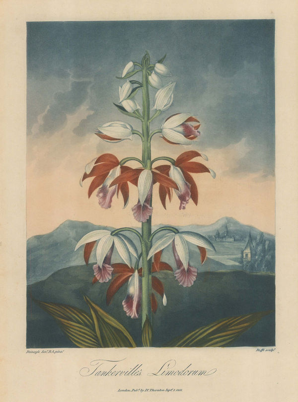Dr. Robert Thornton, Orchid - Tankerville's Orchid, 1812