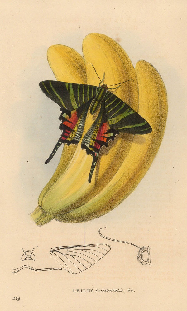 William Swainson, Butterflies - West India Emerald Butterfly, 1833