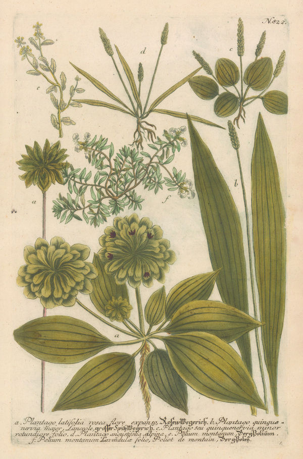 Johann Weinmann, Fleawort, 1745