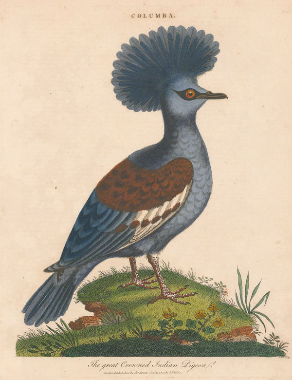 John Wilkes, Pigeon - Great Crowned Indian Pigeon, 1810