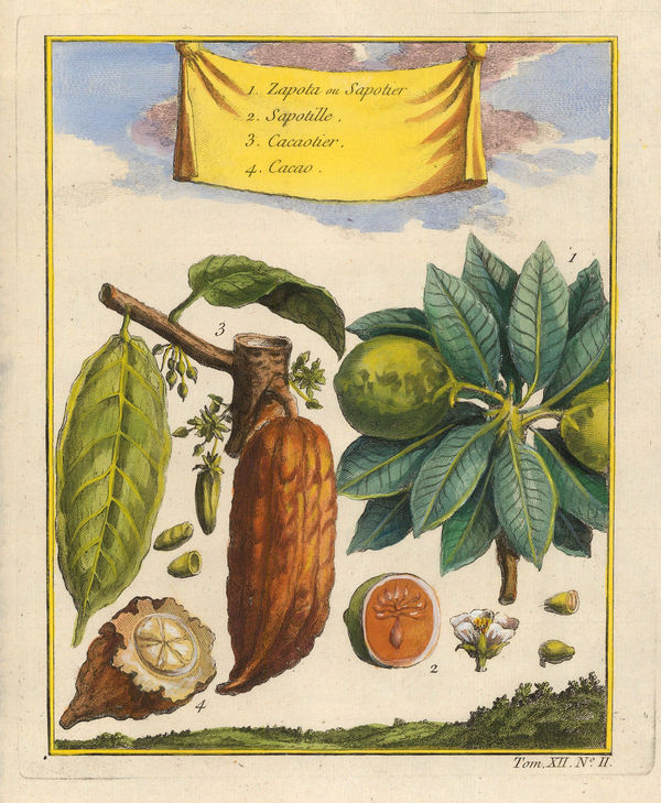 Nicholas Bellin, Cocoa and Naseberry, 1754