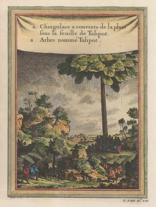 Nicholas Bellin, Sri Lanka - Talipot Palm, 1750
