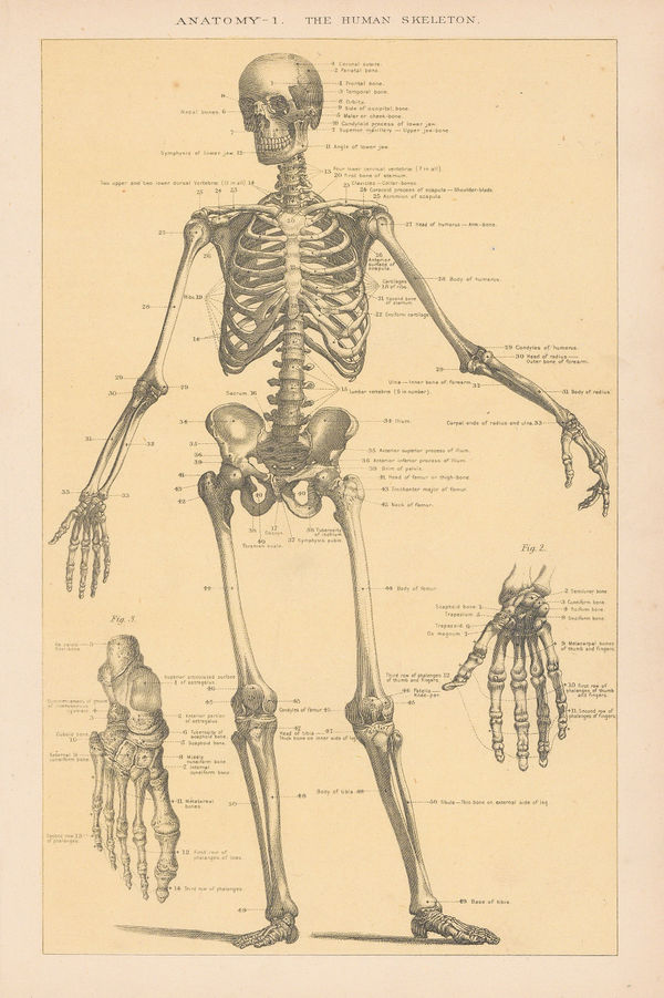 Joseph McGregor-Robertson, Anatomy - Skeleton, 1890 c.