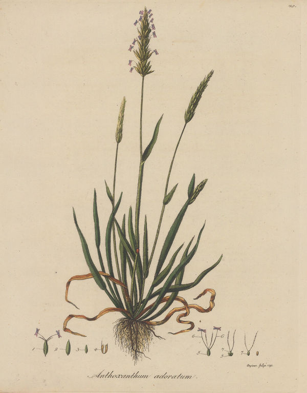 Friedrich Dreves, Sweet Vernal Grass, 1795