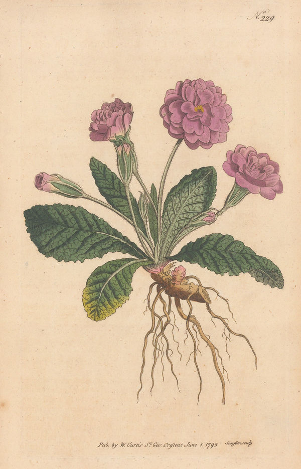 William Curtis, Primrose - Double Lilac Primrose, 1795