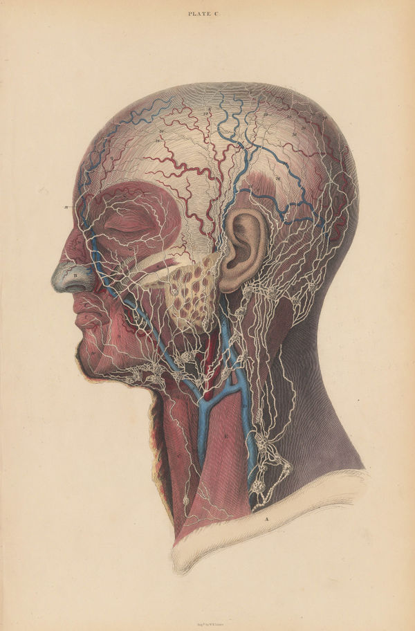 John & William Lizars, Anatomy - Head and Throat, 1840