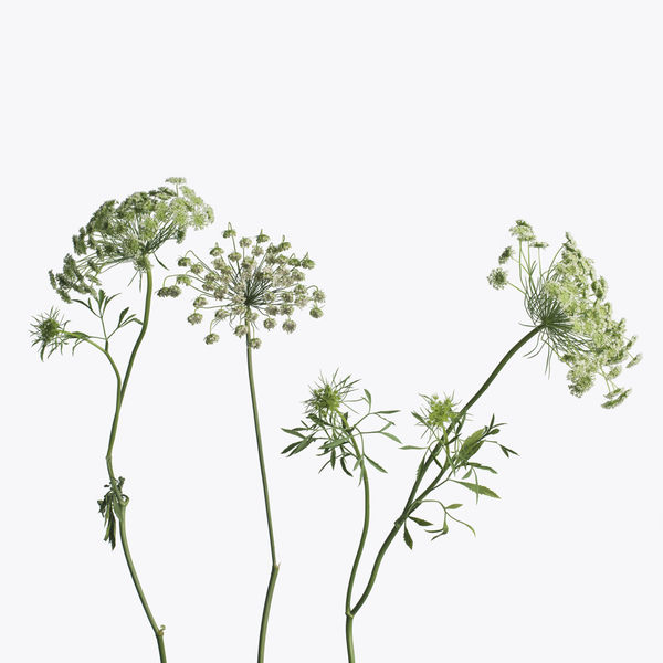 Inez & Vinoodh, 3 Queen Anne’s Lace, 2013