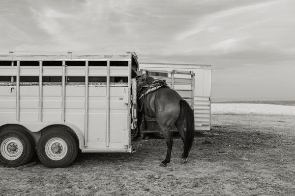 Anja Niemi, A Naturalist Guide to Magic #05, 2024