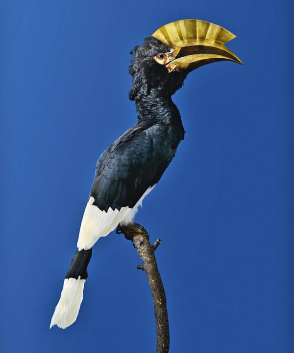 Vincent Fournier, Brown-Cheeked Hornbill [Bycanistes attractivus], 2014
