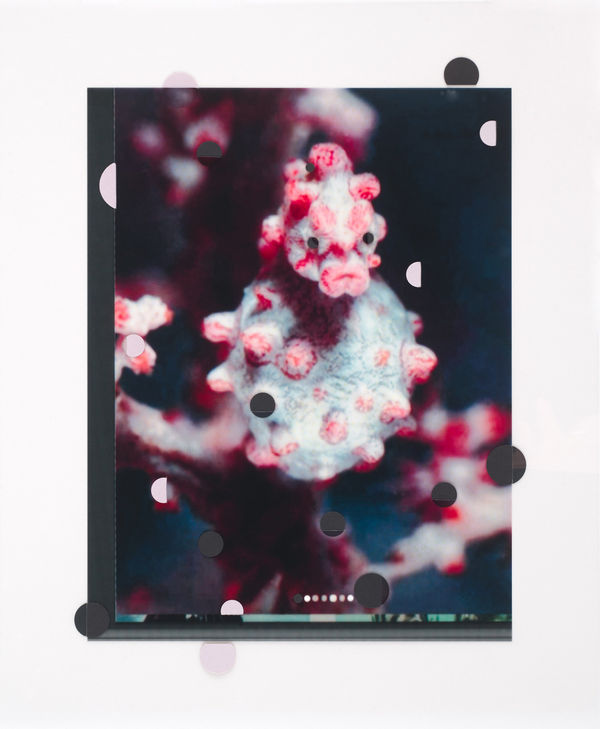 Martina Sauter, Der Physiologus: Hippocampus pygmy, 2021