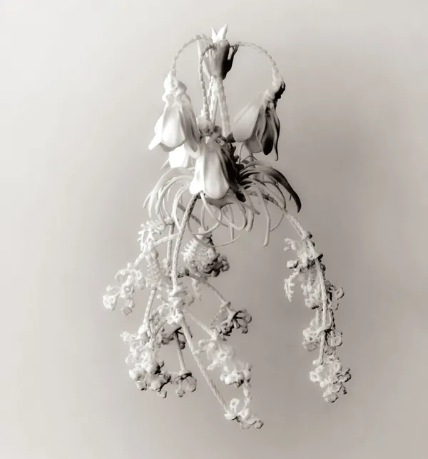 Vincent Fournier, Ancolia [Aquilegia Edulis], 2015