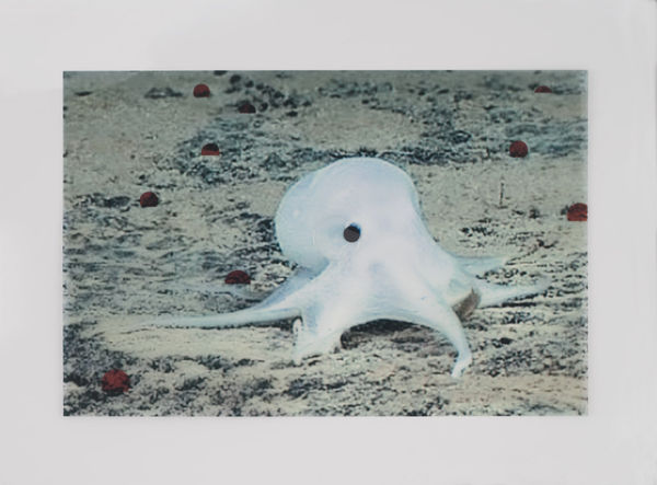 Martina Sauter, Der Physiologus: Octopus, 2021