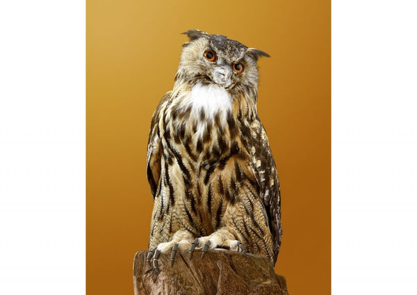 Vincent Fournier, Replicant Owl Butler [Asio replican major domus] Robotic owl to perform domestic tasks, 2018