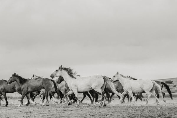 Anja Niemi, A Naturalist Guide to Magic #08, 2024