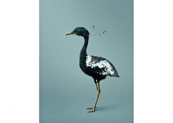 Vincent Fournier, Pythia Passarage [Sypheotides divinare] Bird with precognitive dreams, 2014