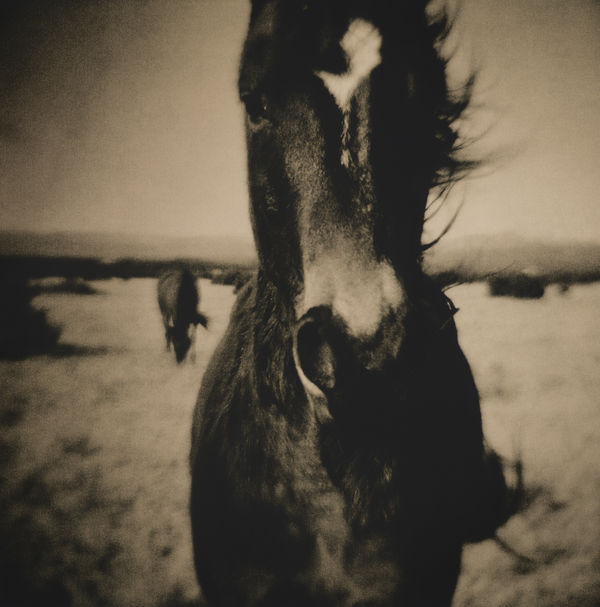 Lara Porzak, Morgan, 2014