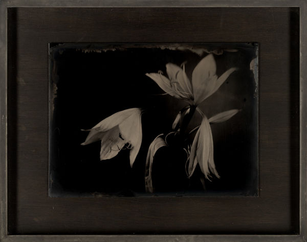 Lara Porzak, Bearded Lilies