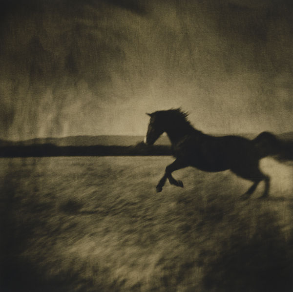 Lara Porzak, Ben's Morgan, New Mexico, 2007