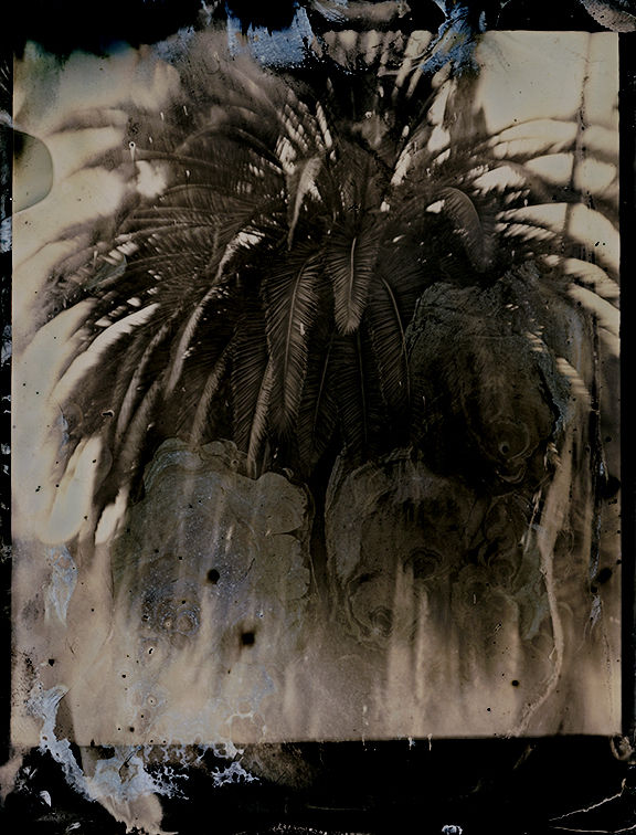 Lara Porzak Laurel Canyon Palm, 2015 Archival pigment print from tintype in artist frame with Optium, the highest museum quality plexi 101.6 x 76.2 cm 40 x 30 in Edition of 5 plus 2 AP (Edition record)