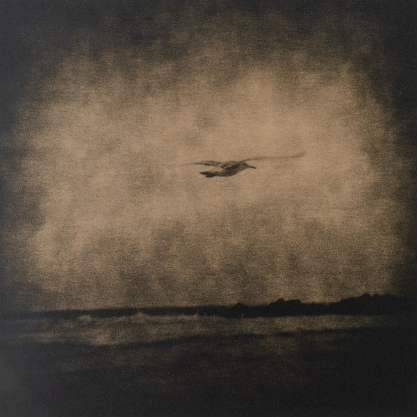 Lara Porzak, Seagull, Venice Beach, 2014