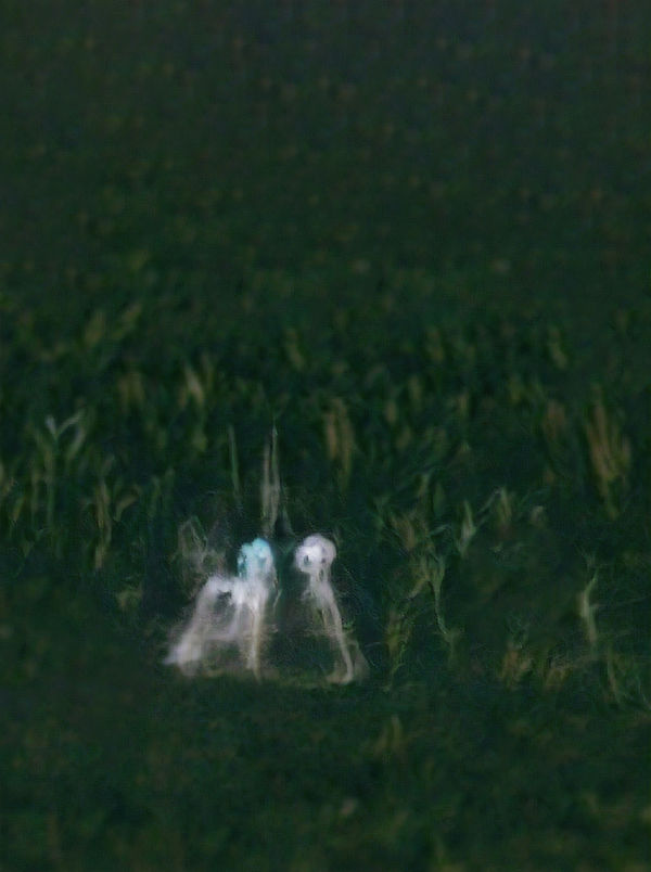 aurèce vettier, Painting, ghosts encountered on the road to Castellane as the world enters into resonance