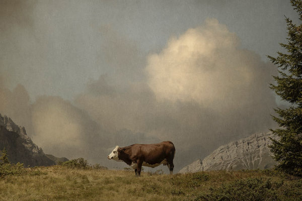 Nicolas Seurot, Vache des Aravis, 2020
