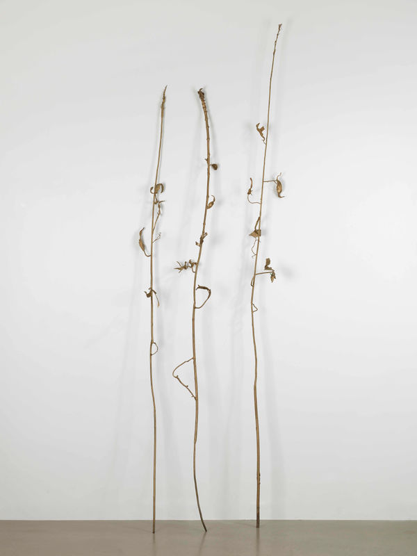 aurèce vettier, bitter-hemp, 2022