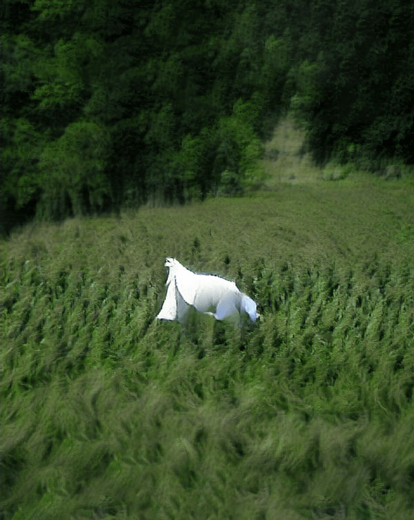 aurèce vettier, an impromptu encounter in a hemp field (attempt), 2024