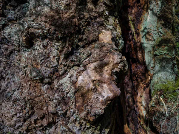 Ancient Tree Detail Chirk Oak Wales