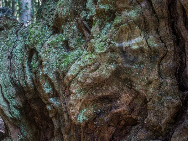 Ancient Tree Detail Curly Oak Wentwood Wales