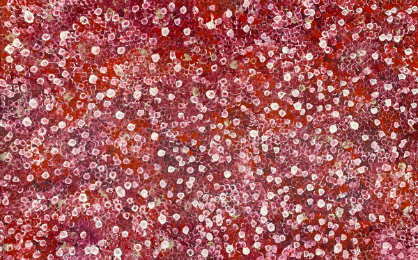 Bush Plum Dreaming by Belinda Golder Kngwarreye