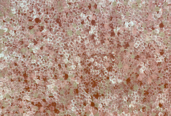 Bush Plum Dreaming by Belinda Golder Kngwarreye