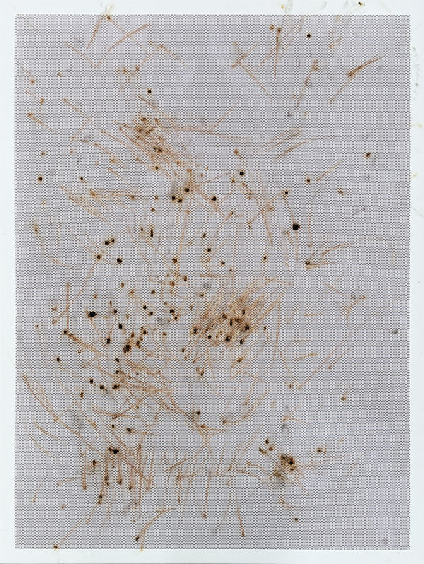 Thomas Wachholz, Honeycomb VI , 2024