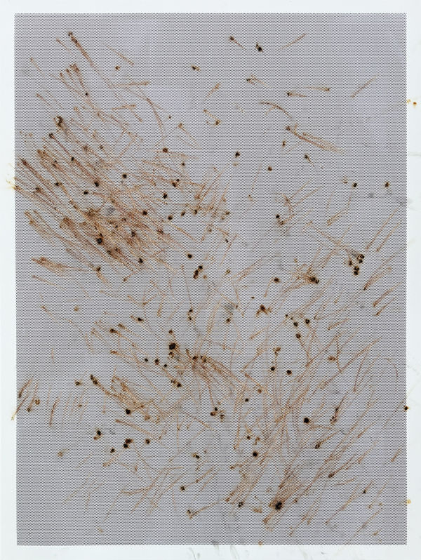 Thomas Wachholz, Honeycomb I, 2024