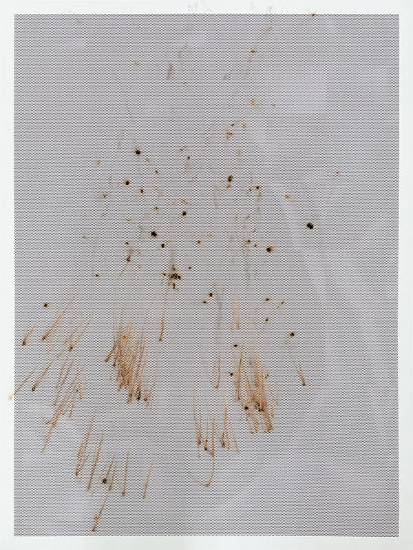 Thomas Wachholz, Honeycomb V , 2024