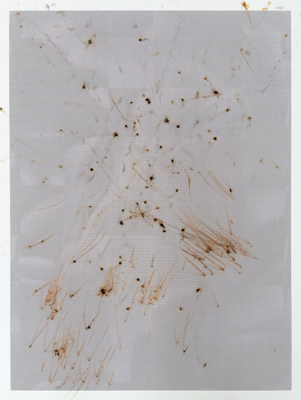 Thomas Wachholz, Honeycomb II , 2024