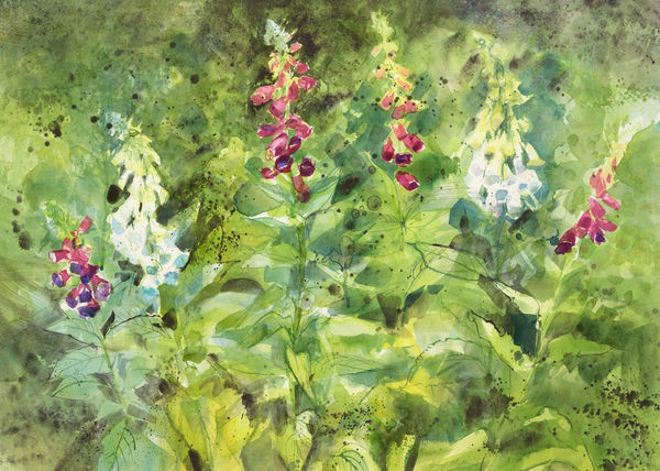 Jenny Matthews RSW Foxgloves Watercolour 22 x 30 "
