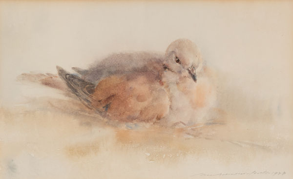 Ian Armour-Chelu Dove Resting, 1989 Watercolour 6 x 10 "