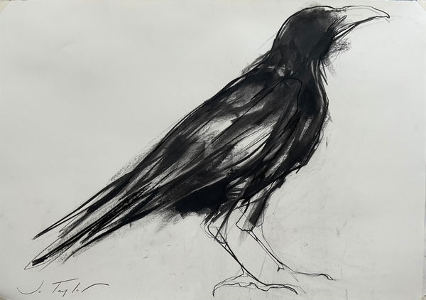 Jo Taylor Crow Charcoal on paper 22 x 33 "
