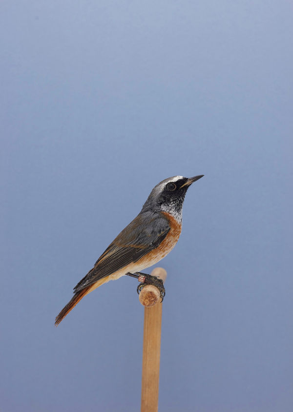 Luke Stephenson, Common Redstart #1, 2018