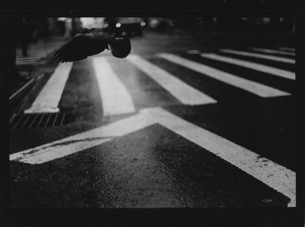 Giacomo Brunelli, Untitled (Pigeon and Van), 2017